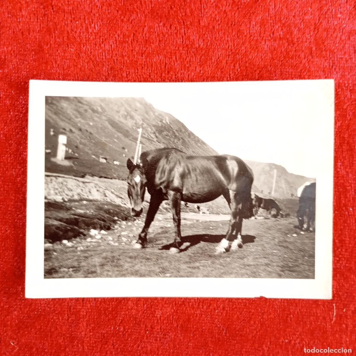 Fotograf&iacute;a antigua: FOTOGRAF&Iacute;A - CABALLO EN EL PIRINEO CATAL&Aacute;N - PASTURA EN EL CAMPO - HIERBA - RARA - C. 1900 / 934