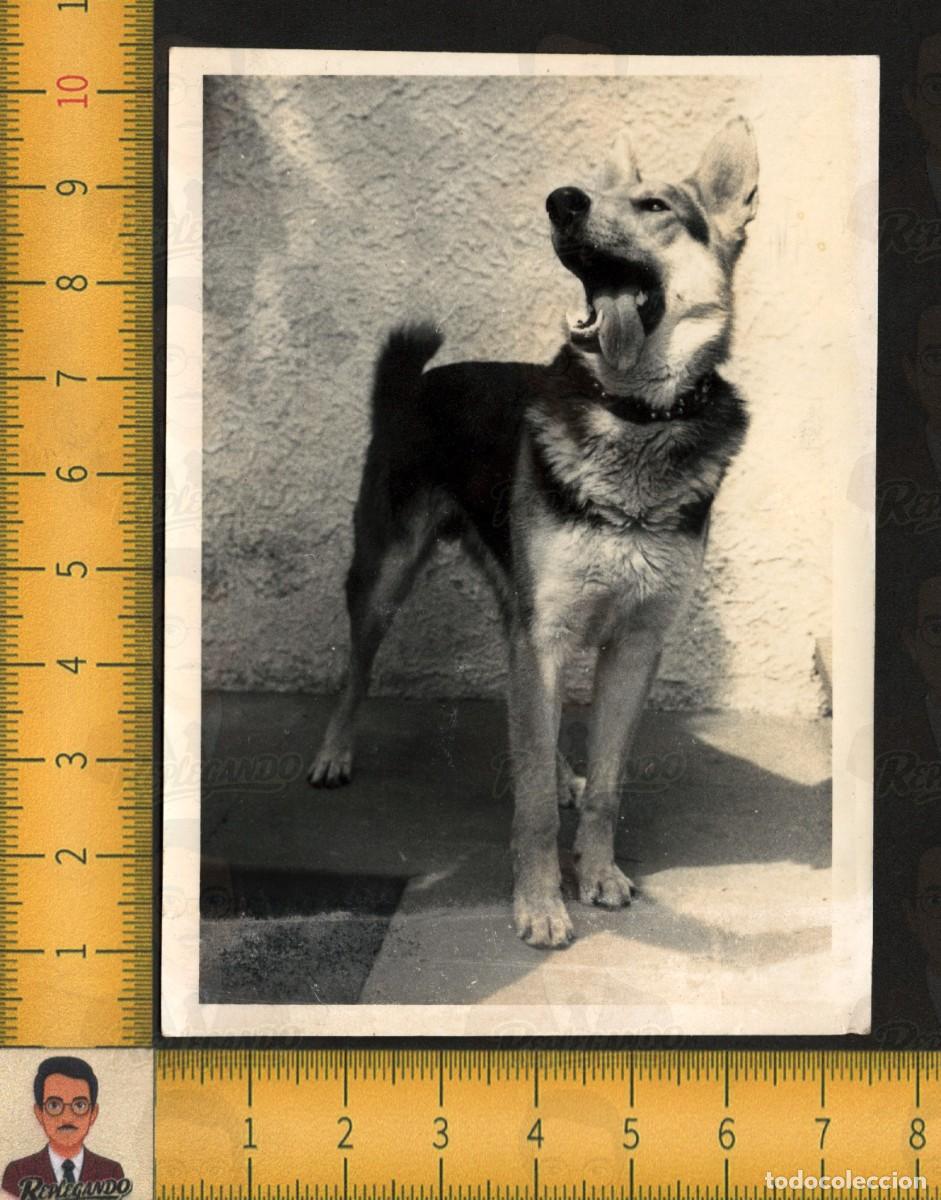 Fotograf&iacute;a antigua: SIMP&Aacute;TICO PERRO PASTOR ALEM&Aacute;N LENGUA FUERA - MASCOTA ANIMAL - FOTOGRAF&Iacute;A ANTIGUA A&Ntilde;OS 60 ESPA&Ntilde;A FIEL