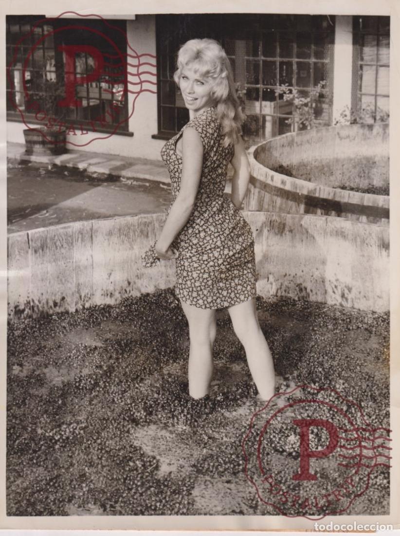 Fotograf&iacute;a antigua: NAPA CALIFORNIA. CHAMPAGNE BLONDE. CINDY ROBBINS +-23.5x17.5CM