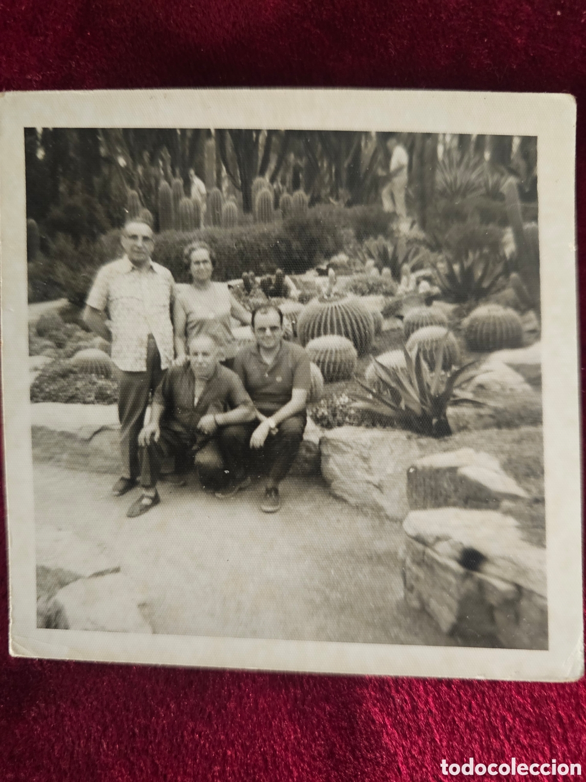 Fotograf&iacute;a antigua: T&iacute;tulo del anuncio: Fotograf&iacute;a Antigua (1976) - Huerto del Cura, Elche (Alicante) - Jard&iacute;n Bot&aacute;nico