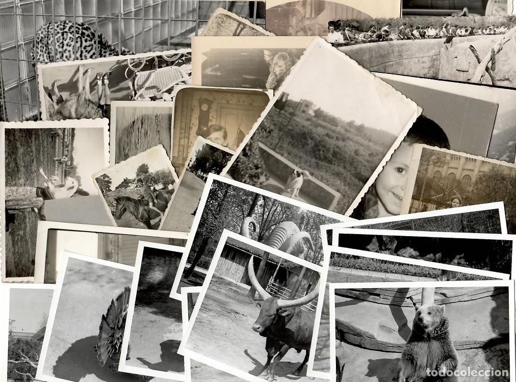 Fotografia antiga: 29 Fotograf&iacute;as antiguas de animales - Perros &middot; Gatos &middot; Caballo.. / Lote muy comercial, ideal reventa