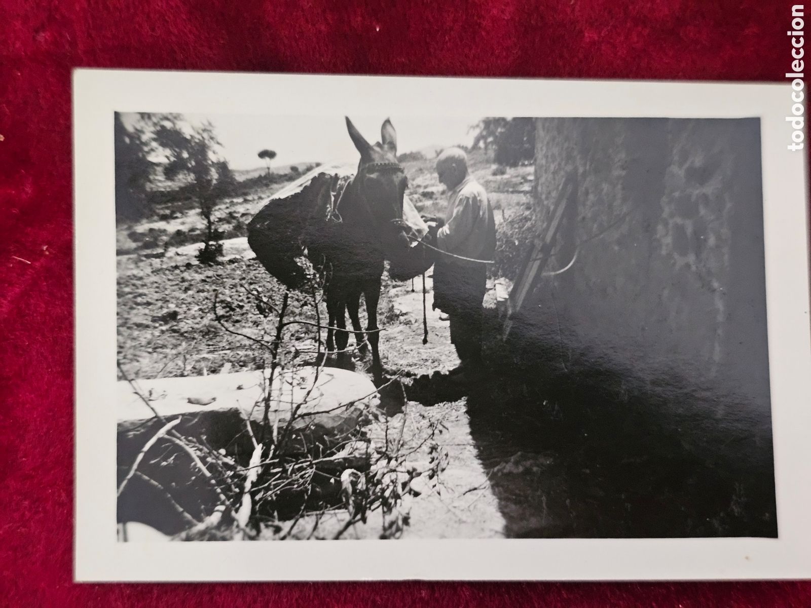 Alte Fotografie: ​Fotograf&iacute;a peque&ntilde;a antigua en blanco y negro &ndash; Escena rural con muela/mulo (Aprox. 10x7 cm)