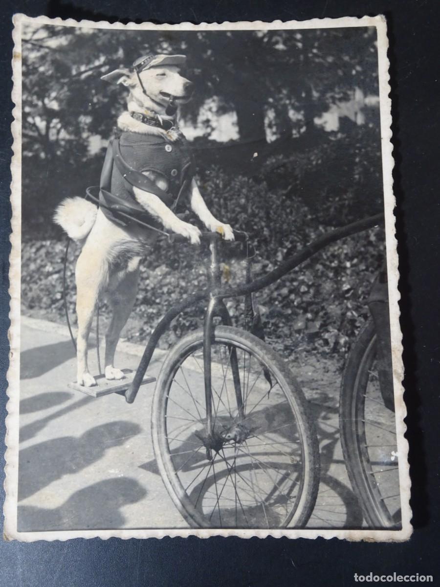 Alte Fotografie: ANTIGUA FOTOGRAF&Iacute;A PERRO EN BICICLETA, VER FOTOS