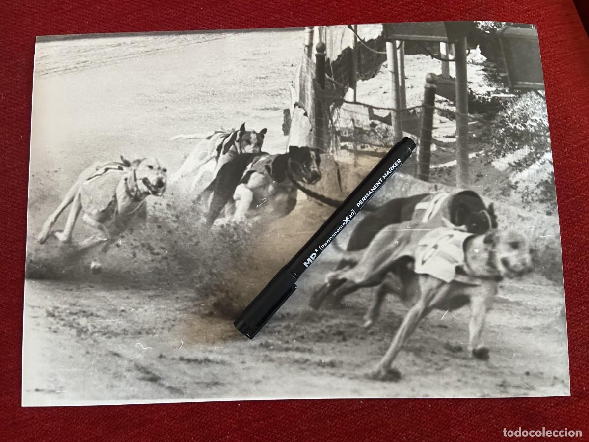 Collectionnisme sportif: FF1746 FOTO FOTOGRAFIA ORIGINAL CARRERA DE GALGOS