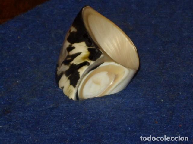 Joyeria: ANILLO DE NACAR. VINTAGE *2* - Foto 2