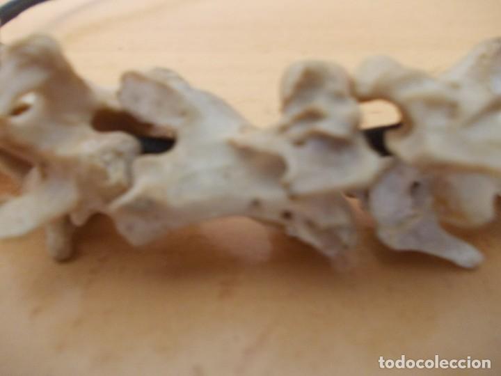 Joyeria: Collar con huesos vertebras - Foto 3