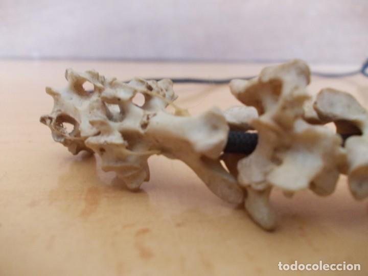 Joyeria: Collar con huesos vertebras - Foto 4