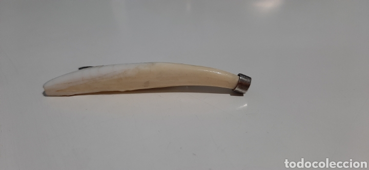 Joyeria: Pasacorbatas colmillo. El enganche es plata. - Foto 1