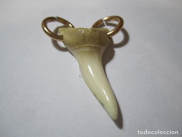 Joyeria: colgante diente tiburon - Foto 1