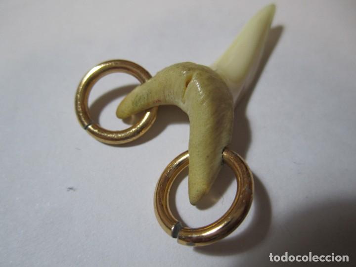 Joyeria: colgante diente tiburon - Foto 2
