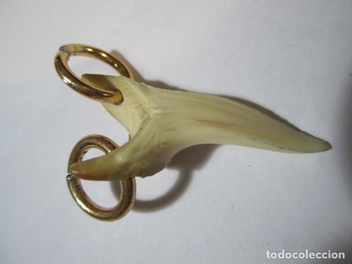 Joyeria: colgante diente tiburon - Foto 3