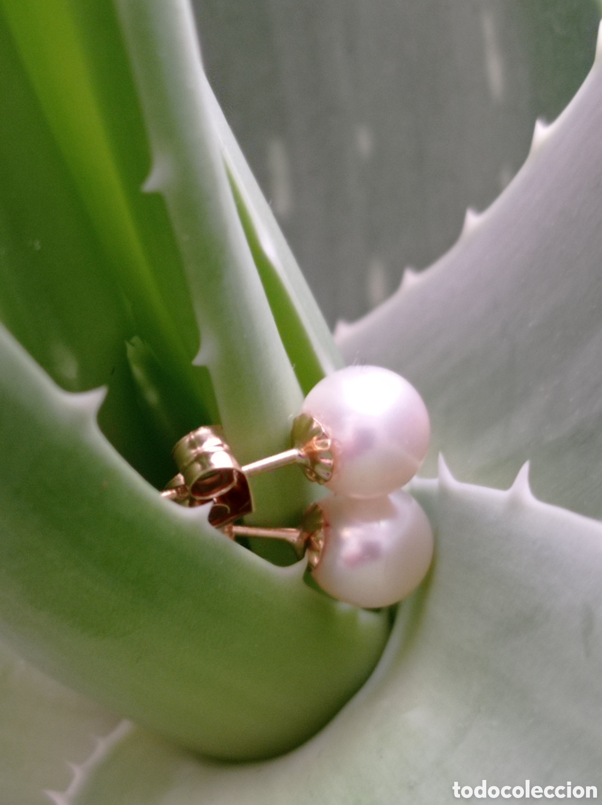 Joyeria: Pendientes de oro y perlas japonesas - Foto 1