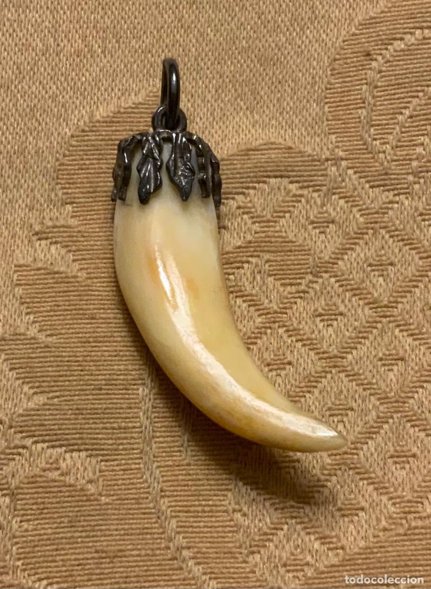 Joyeria: COLGANTE COLMILLO ENGARZADO EN PLATA - Foto 1