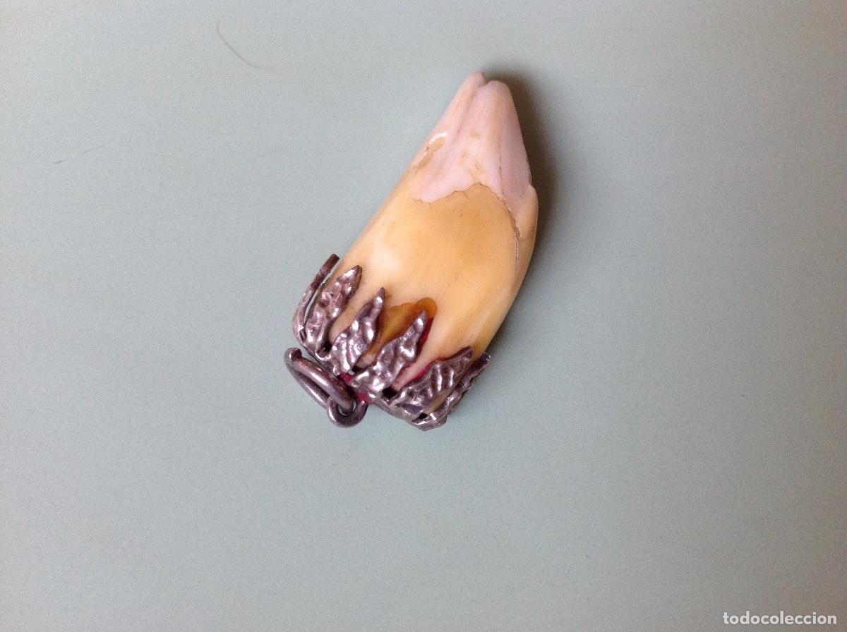 Joyeria: Aut&eacute;ntico colmillo engarzado en plata, antiguo - Foto 2