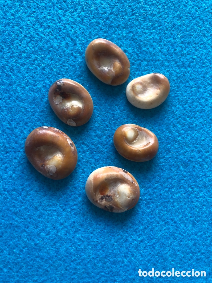 Joyeria: Conchas naturales abalorios para joyeria (L2) - Foto 2