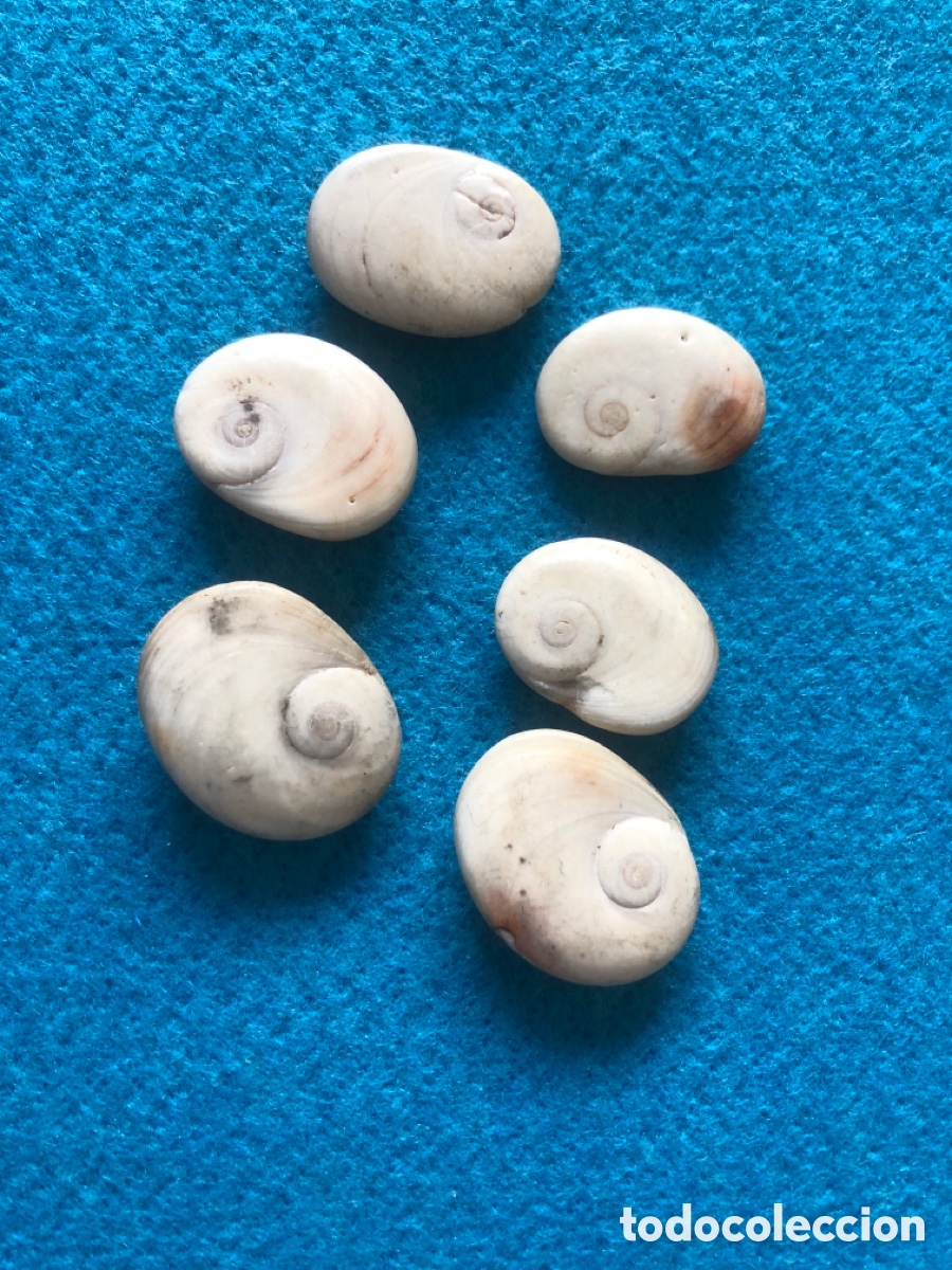Joyeria: Conchas naturales abalorios para joyeria (L2) - Foto 3
