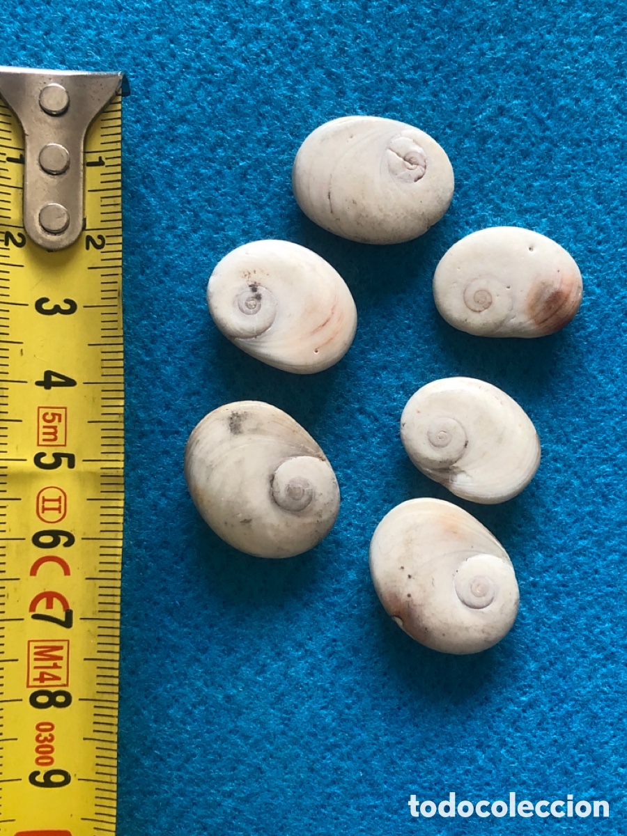 Joyeria: Conchas naturales abalorios para joyeria (L2) - Foto 4