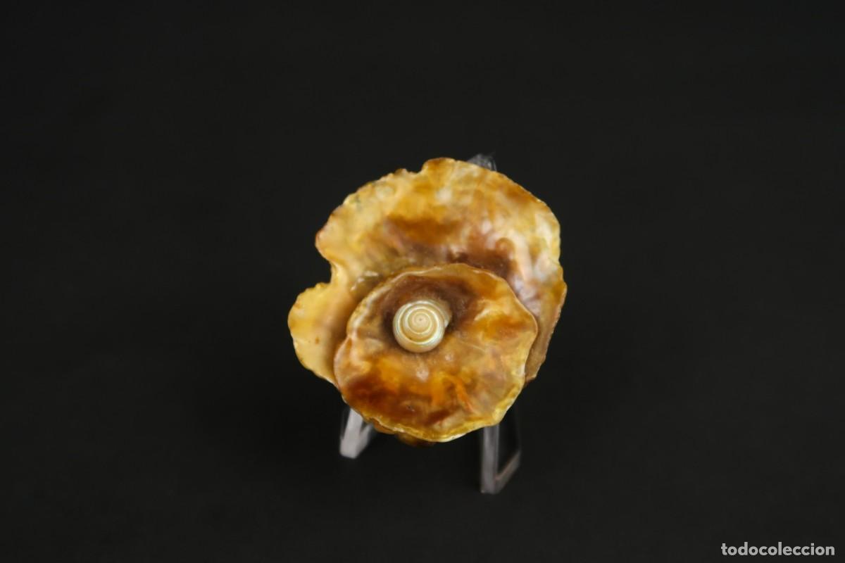 Joyeria: Antiguo Broche de N&aacute;car - Foto 2