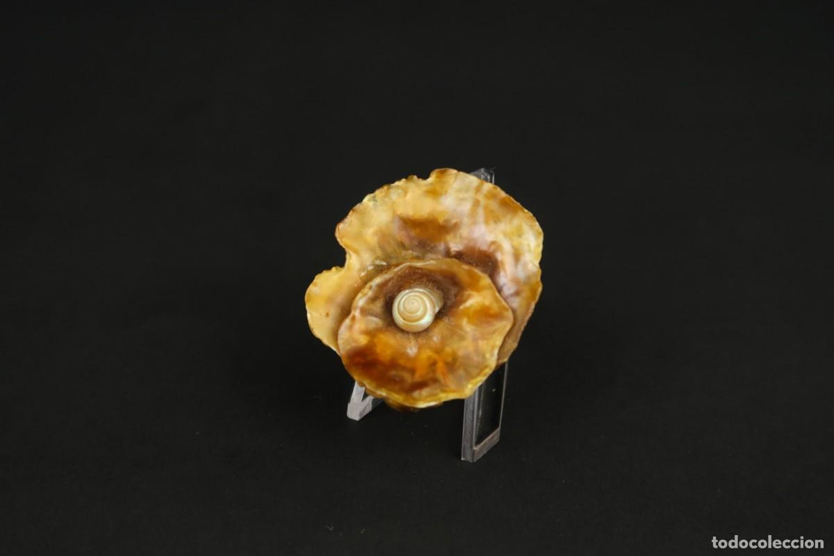 Joyeria: Antiguo Broche de N&aacute;car - Foto 3