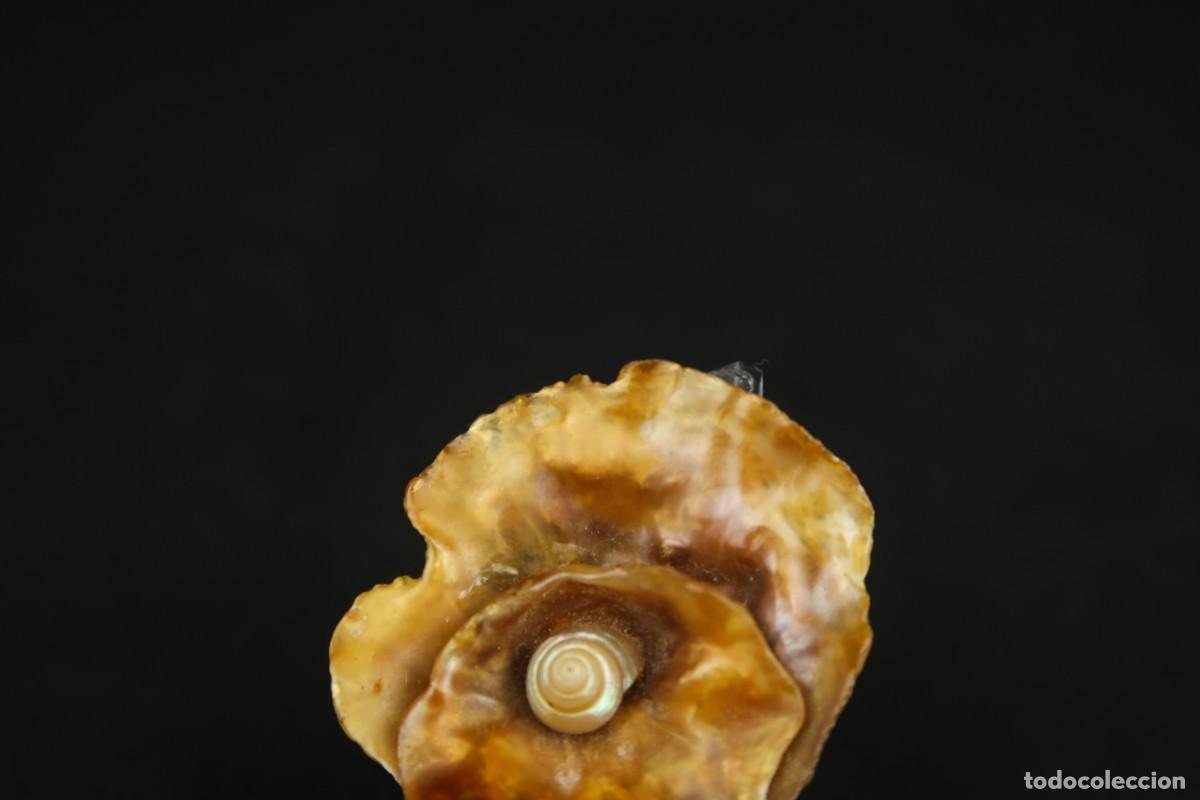 Joyeria: Antiguo Broche de N&aacute;car - Foto 4