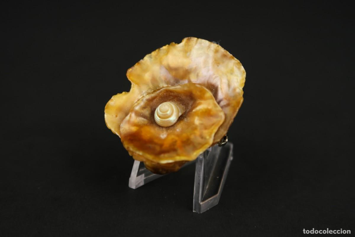 Joyeria: Antiguo Broche de N&aacute;car - Foto 5