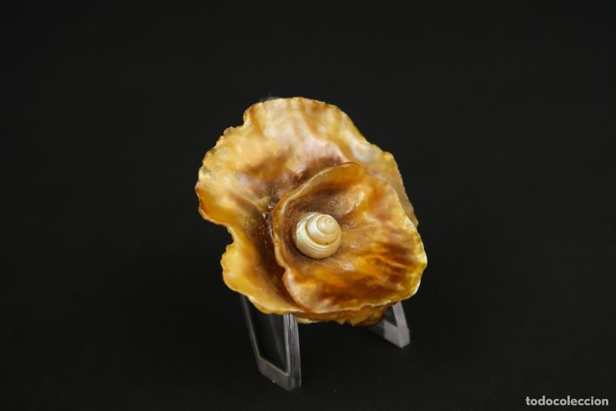Joyeria: Antiguo Broche de N&aacute;car - Foto 7