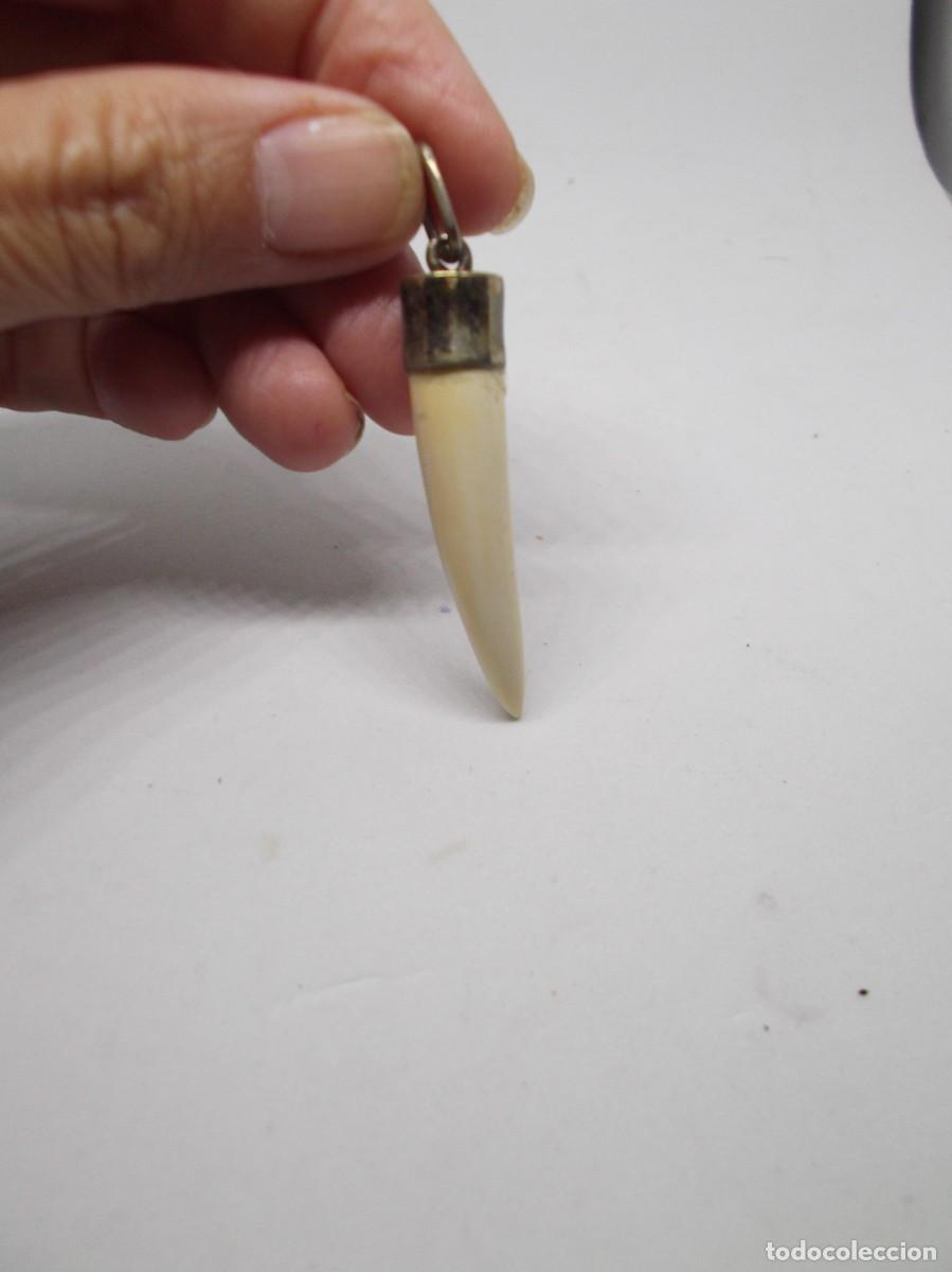 Joyeria: Colmillo de jabal&iacute; engarzado en plata - Foto 1