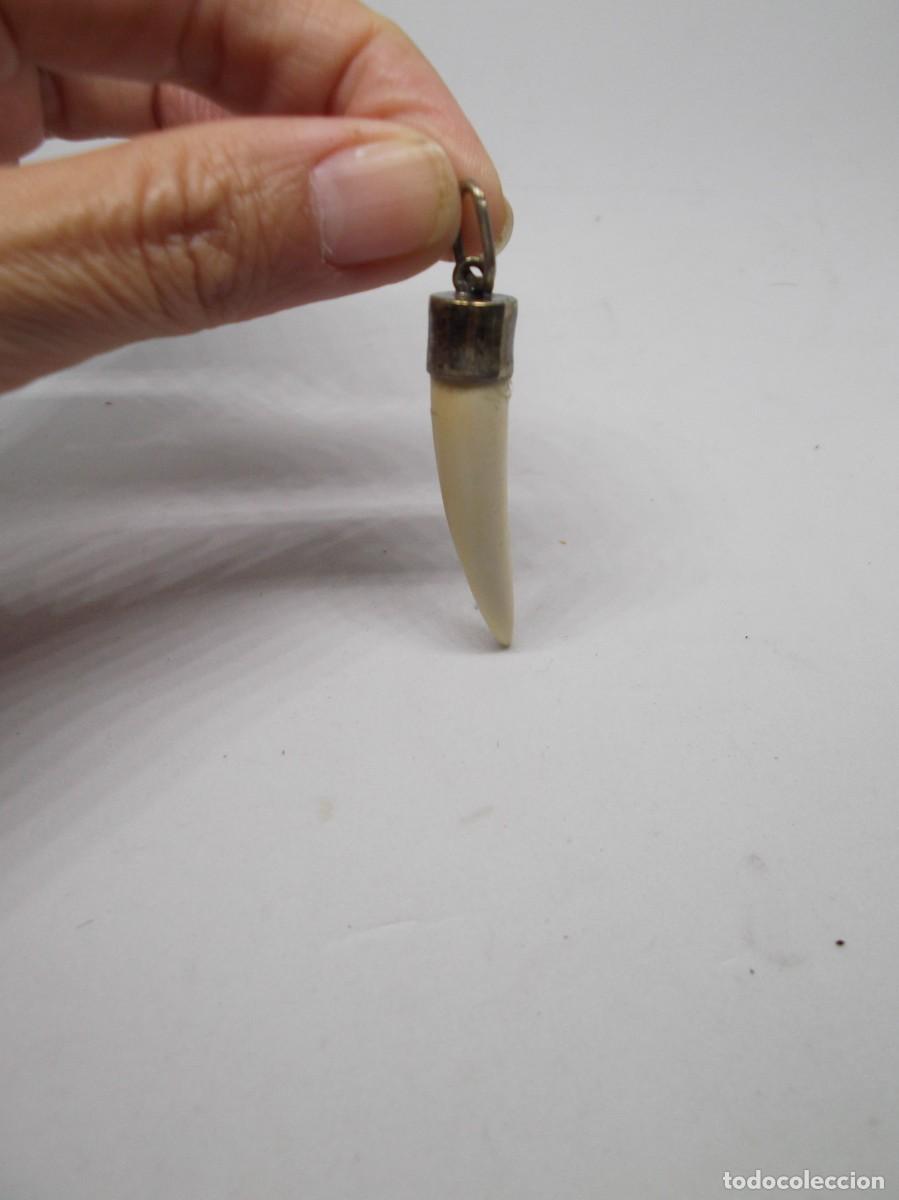Joyeria: Colmillo de jabal&iacute; engarzado en plata - Foto 3