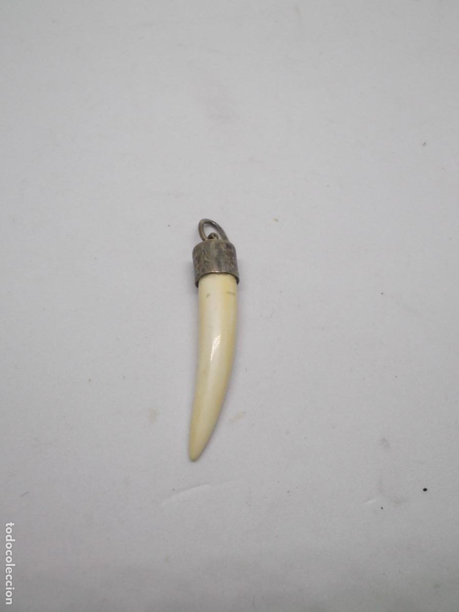 Joyeria: Colmillo de jabal&iacute; engarzado en plata - Foto 4