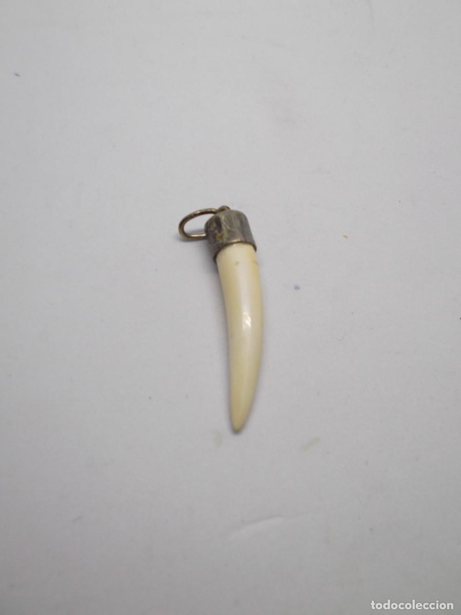 Joyeria: Colmillo de jabal&iacute; engarzado en plata - Foto 2