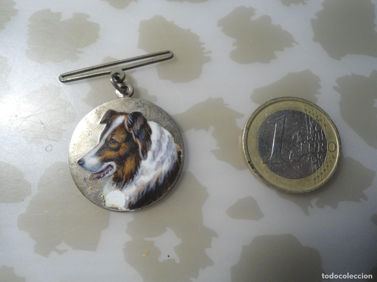 Joyeria: Perro Collie, medalla antigua de perro collie - Foto 1