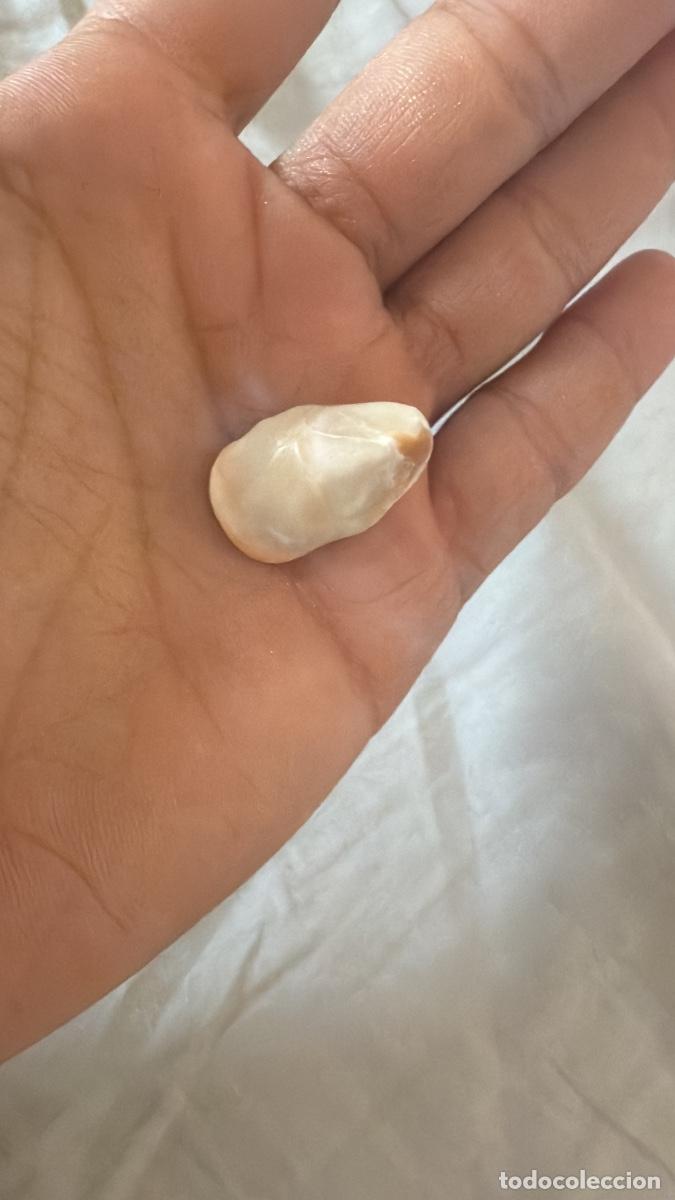 Joyeria: Perla salvaje barroca oc&eacute;ano - Foto 1