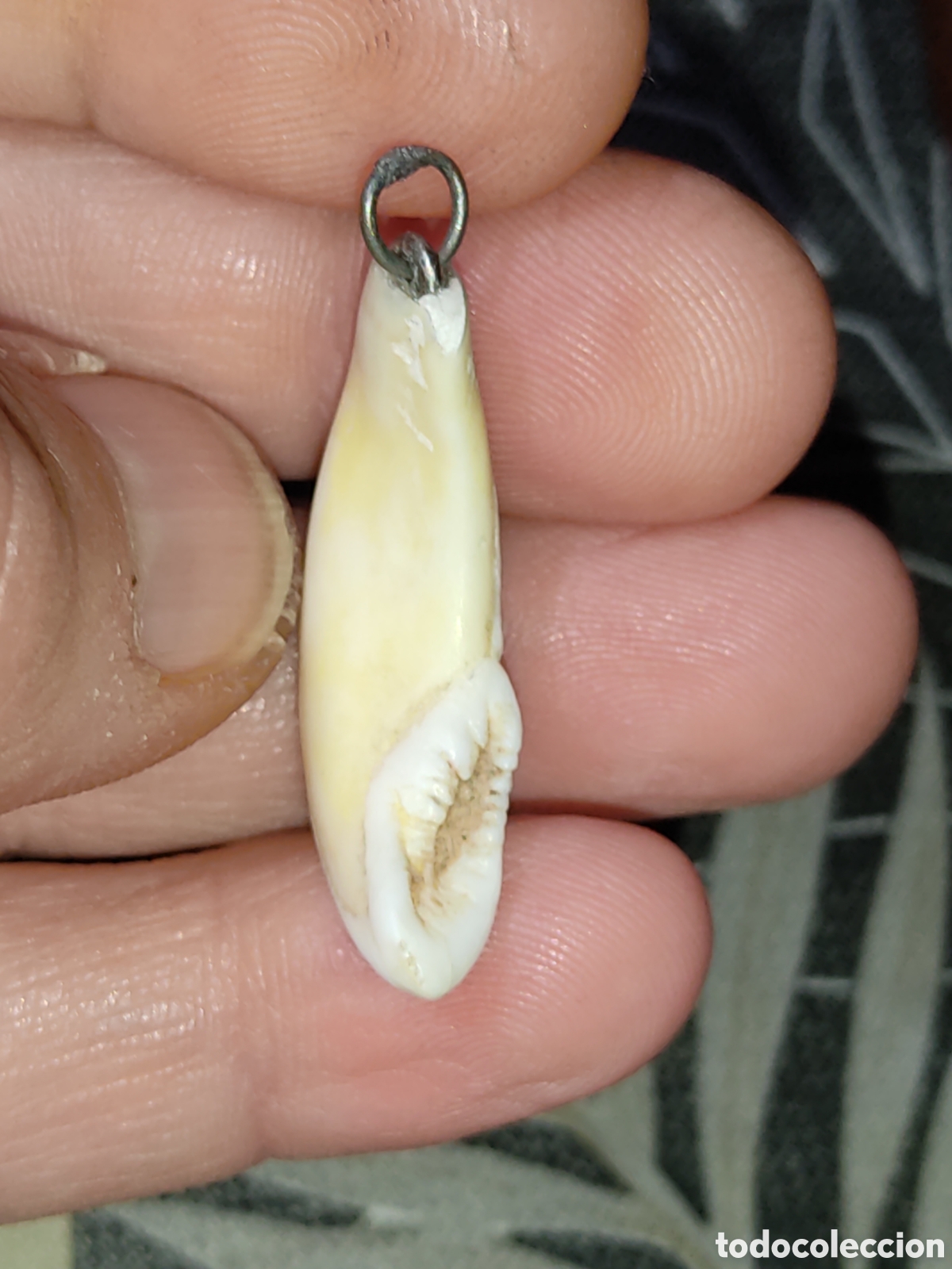 Joyeria: Colgante colmillo de jabal&iacute; - Foto 3