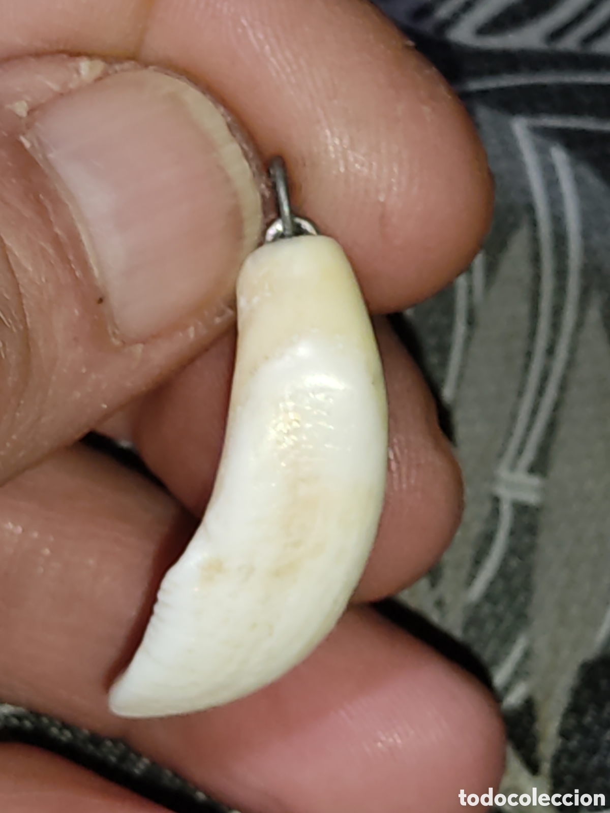 Joyeria: Colgante colmillo de jabal&iacute; - Foto 4