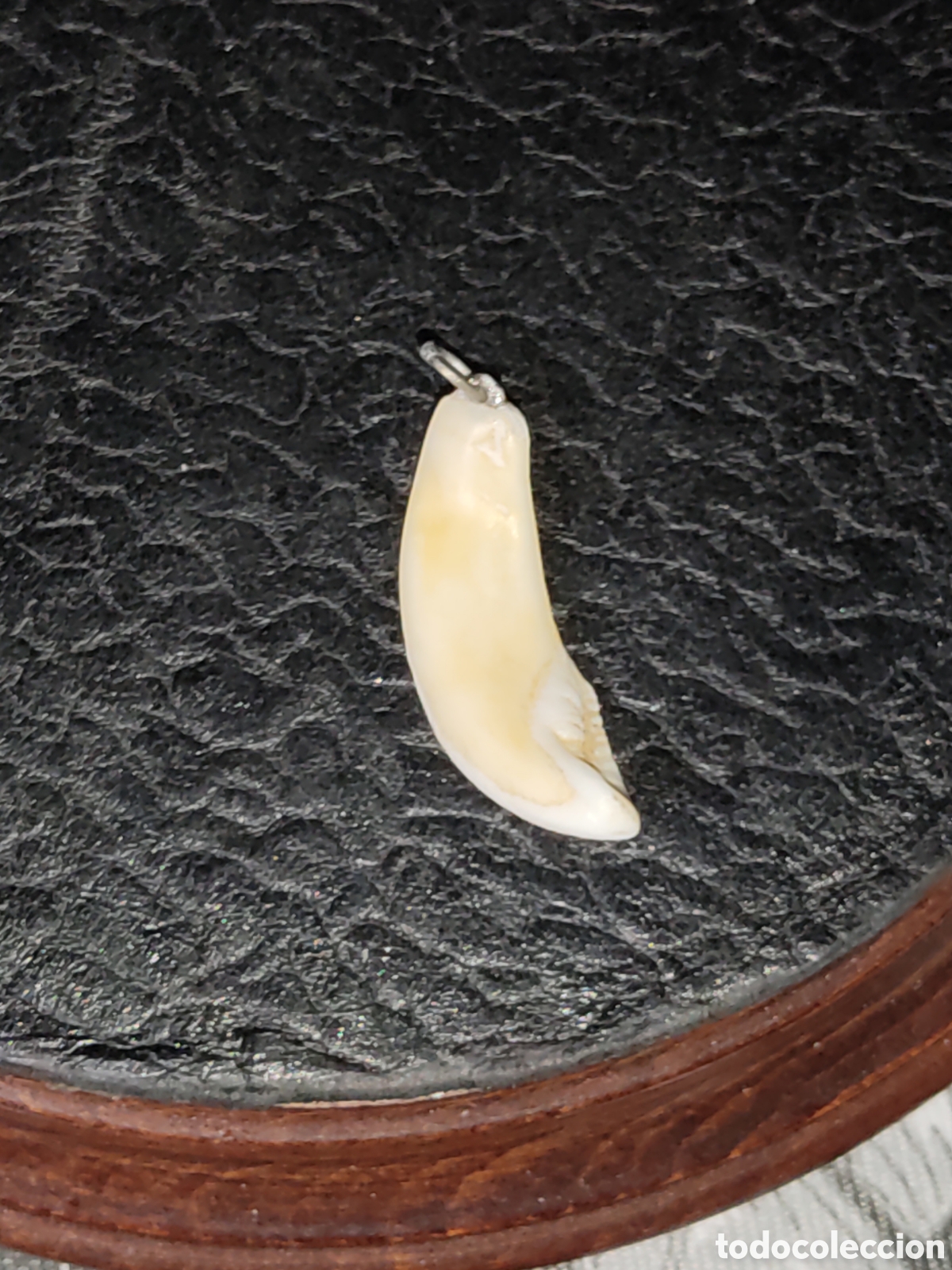 Joyeria: Colgante colmillo de jabal&iacute; - Foto 6
