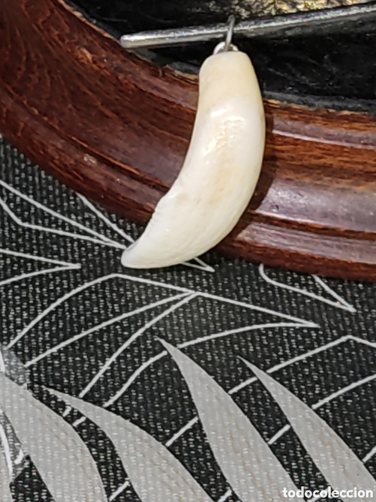 Joyeria: Colgante colmillo de jabal&iacute; - Foto 1