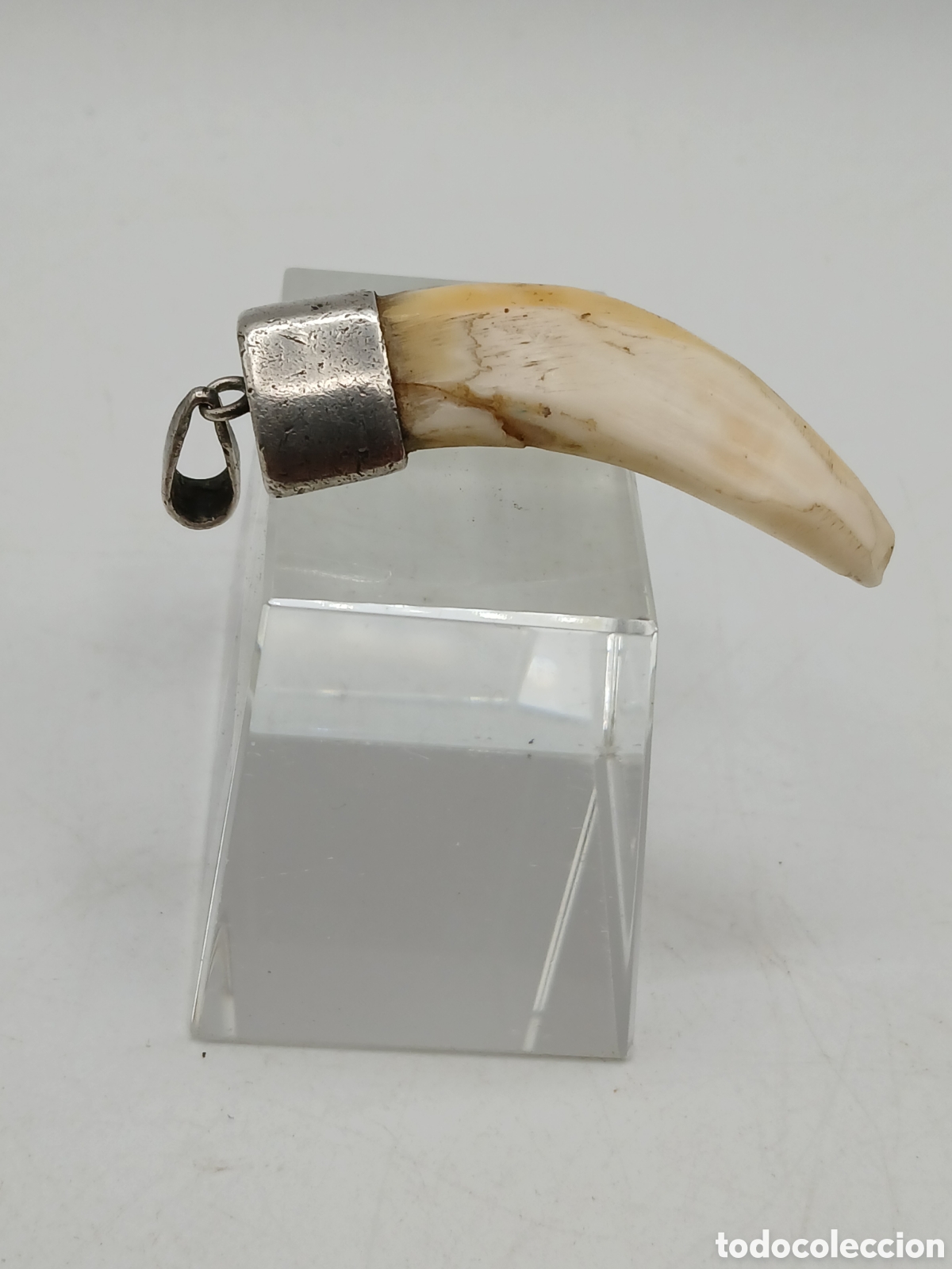Joyeria: Colgante plata 925mls y colmillo - Foto 4