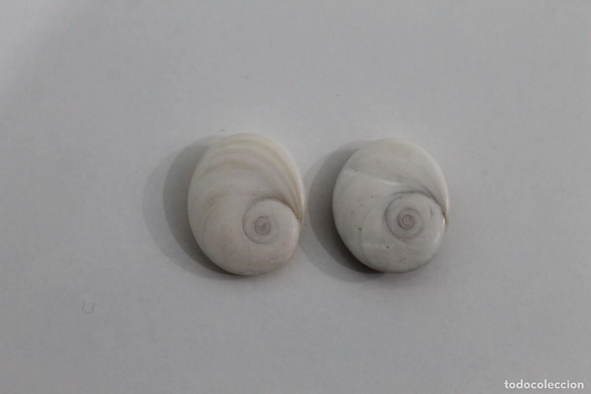 Joyeria: 2 OJO DE SANTA LUCIA O DE SHIVA OPERC&Uacute;LO - Foto 1