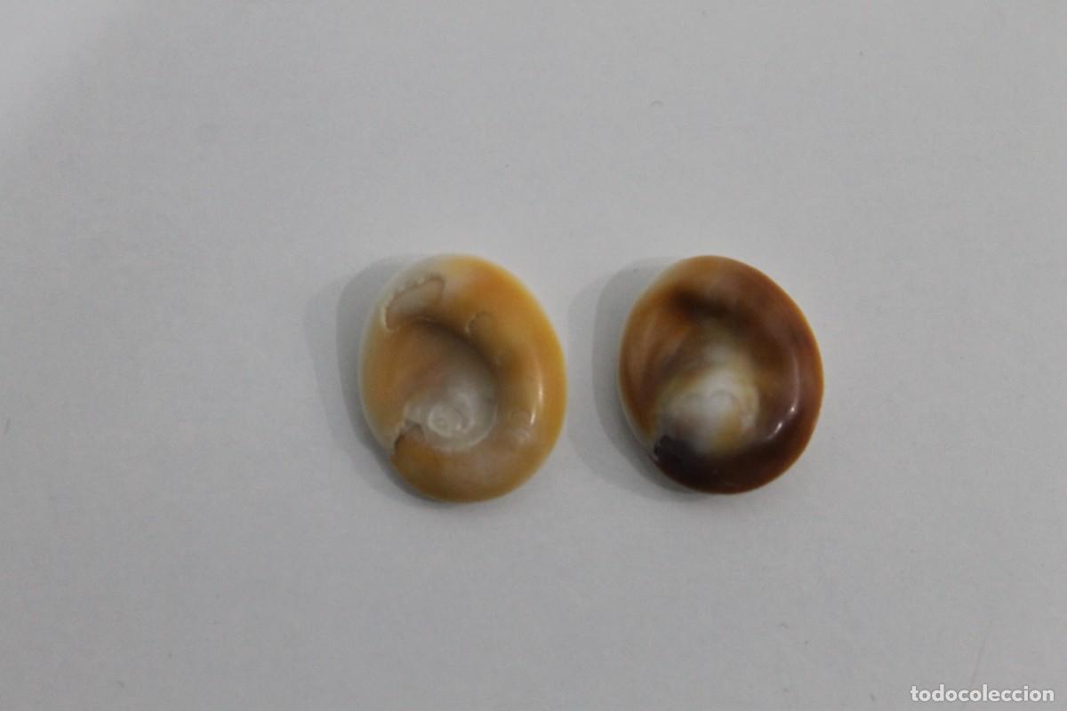 Joyeria: 2 OJO DE SANTA LUCIA O DE SHIVA OPERC&Uacute;LO - Foto 2