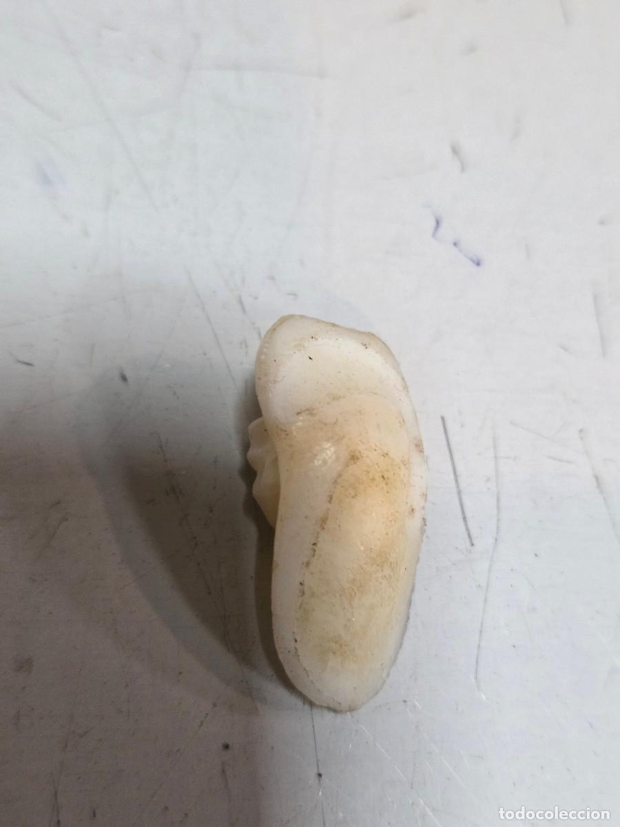 Joyeria: hueso de corbina para joyeria - Foto 1