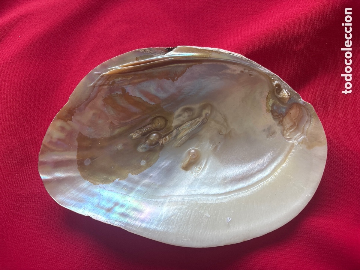 Joaillerie: Concha n&aacute;car con perlas incrustadas (A15)