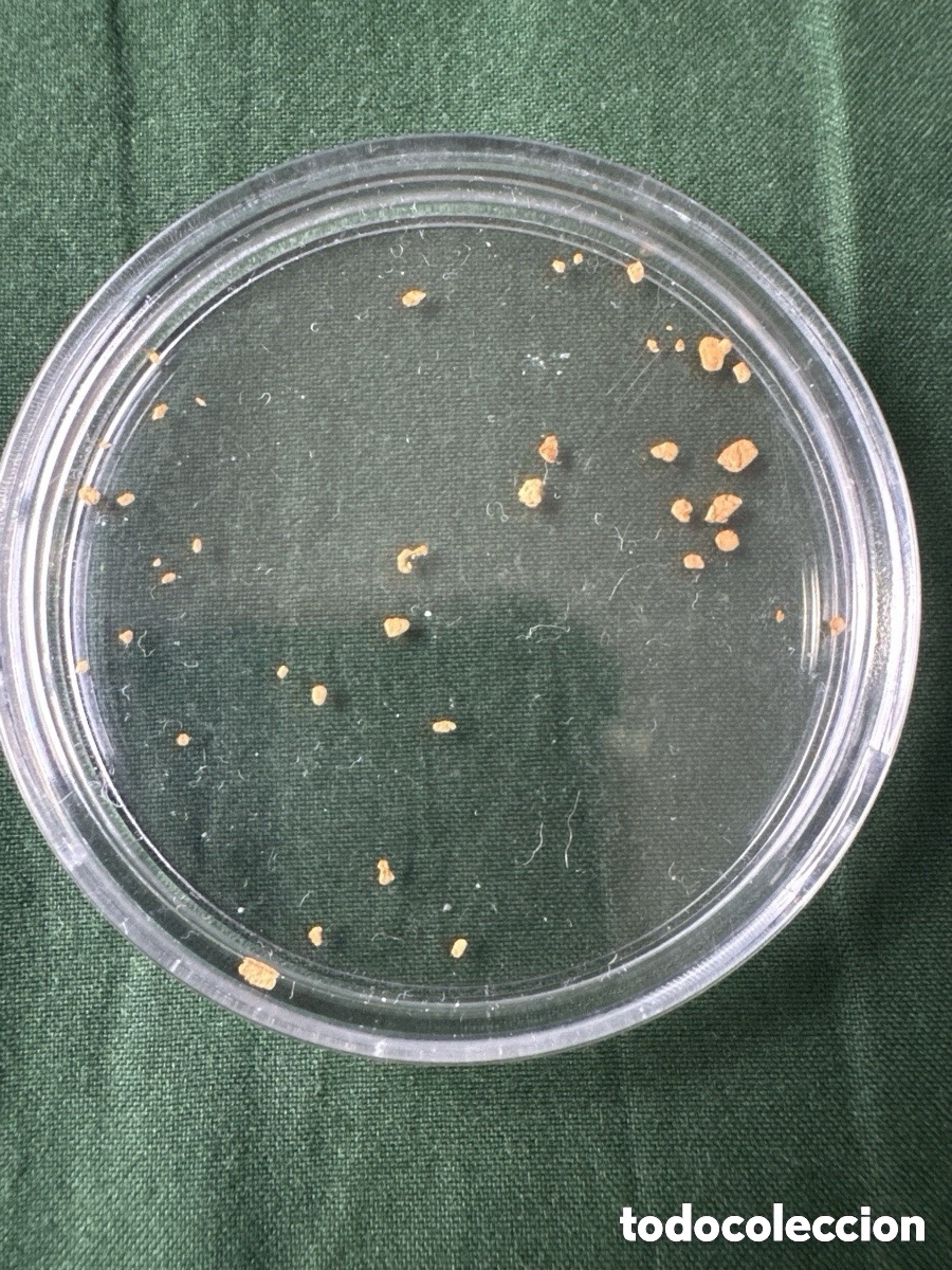 Joaillerie: Lote de pepitas de oro 22-24k r&iacute;o Navelgas (A5)