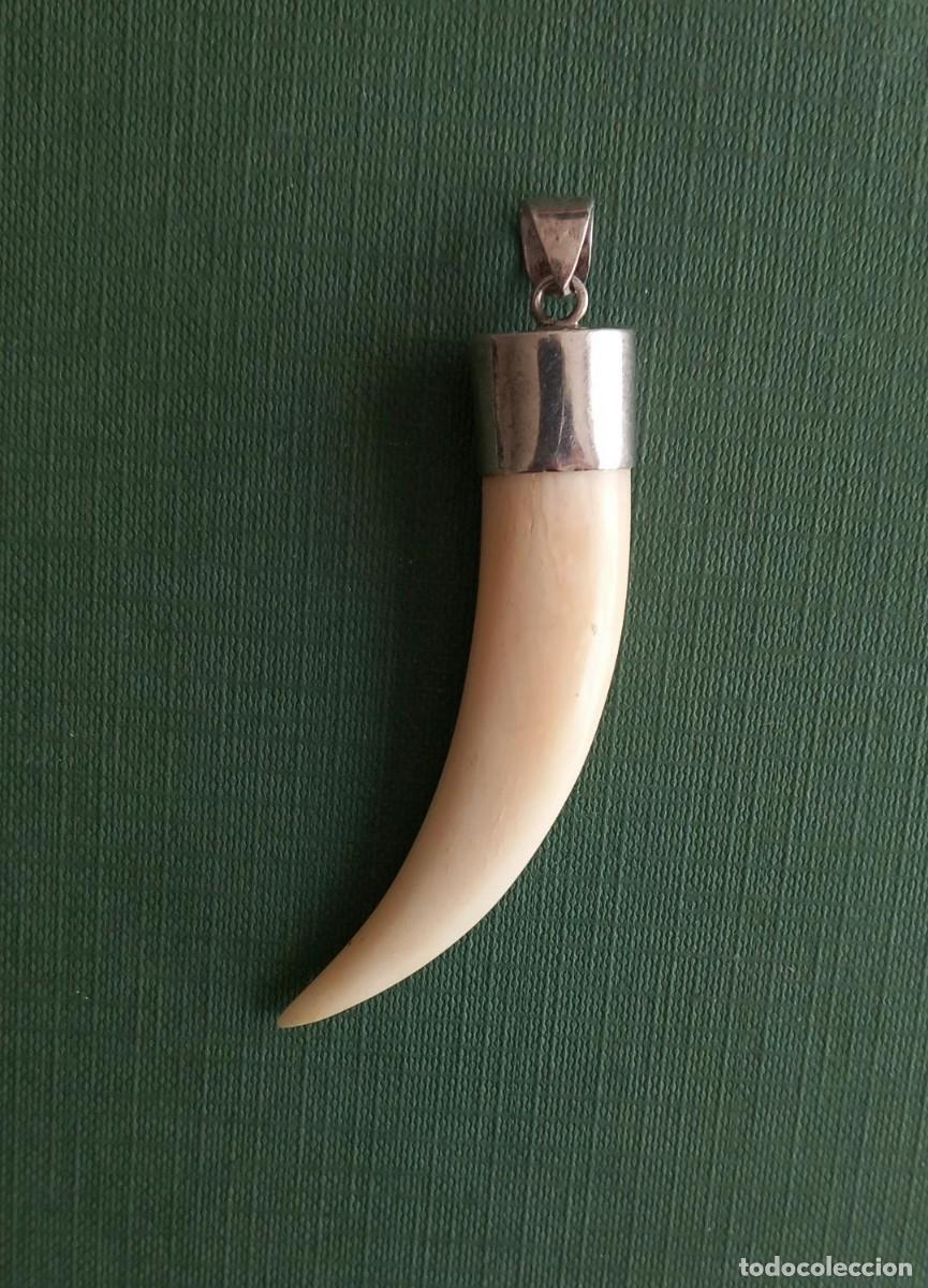 Joyeria: COLMILLO MONTADO EN PLATA. COLGANTE. NO F&Oacute;SIL.