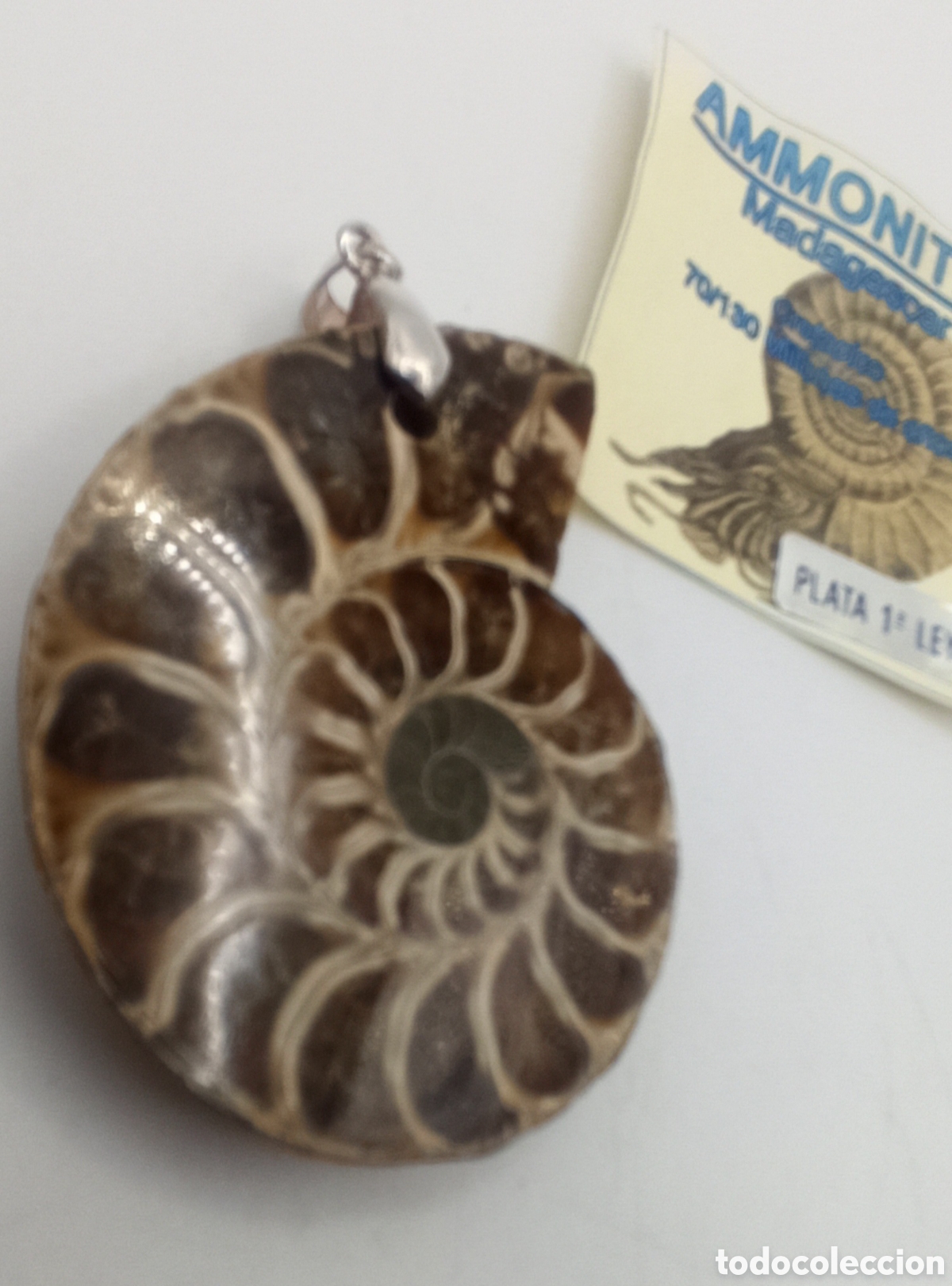 Joyeria: Colgante Ammonite Madagascar y plata - Foto 2