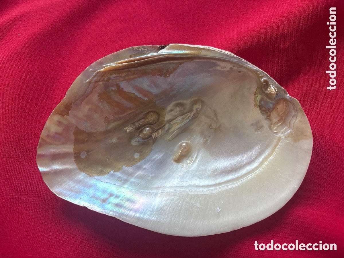 Joyeria: Concha n&aacute;car con perlas incrustadas (A15) - Foto 1