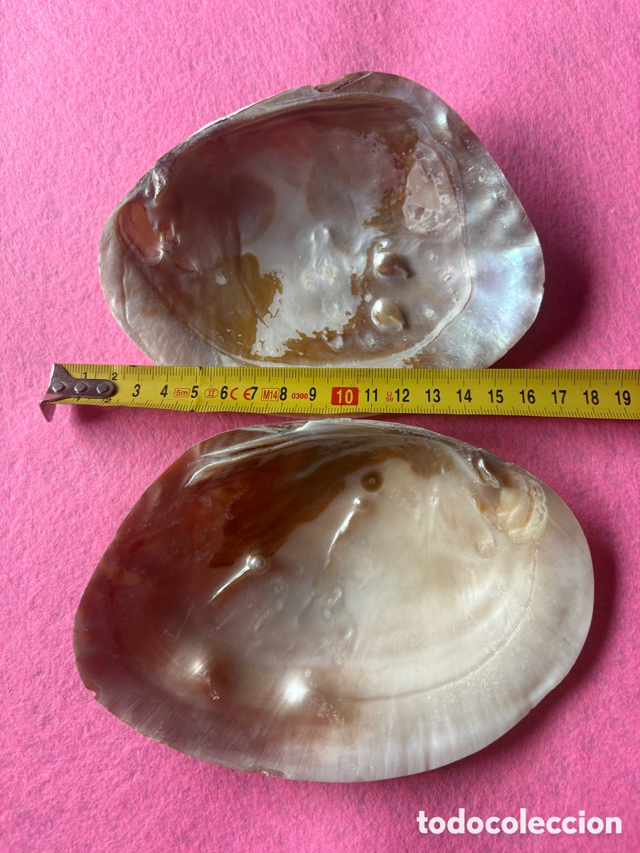 Joyeria: Lote de conchas grandes de n&aacute;car y perlas (A18) - Foto 2