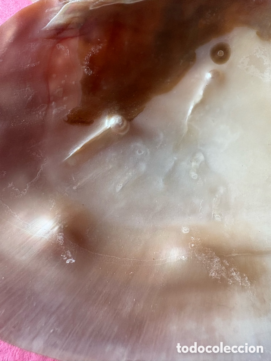 Joyeria: Lote de conchas grandes de n&aacute;car y perlas (A18) - Foto 3
