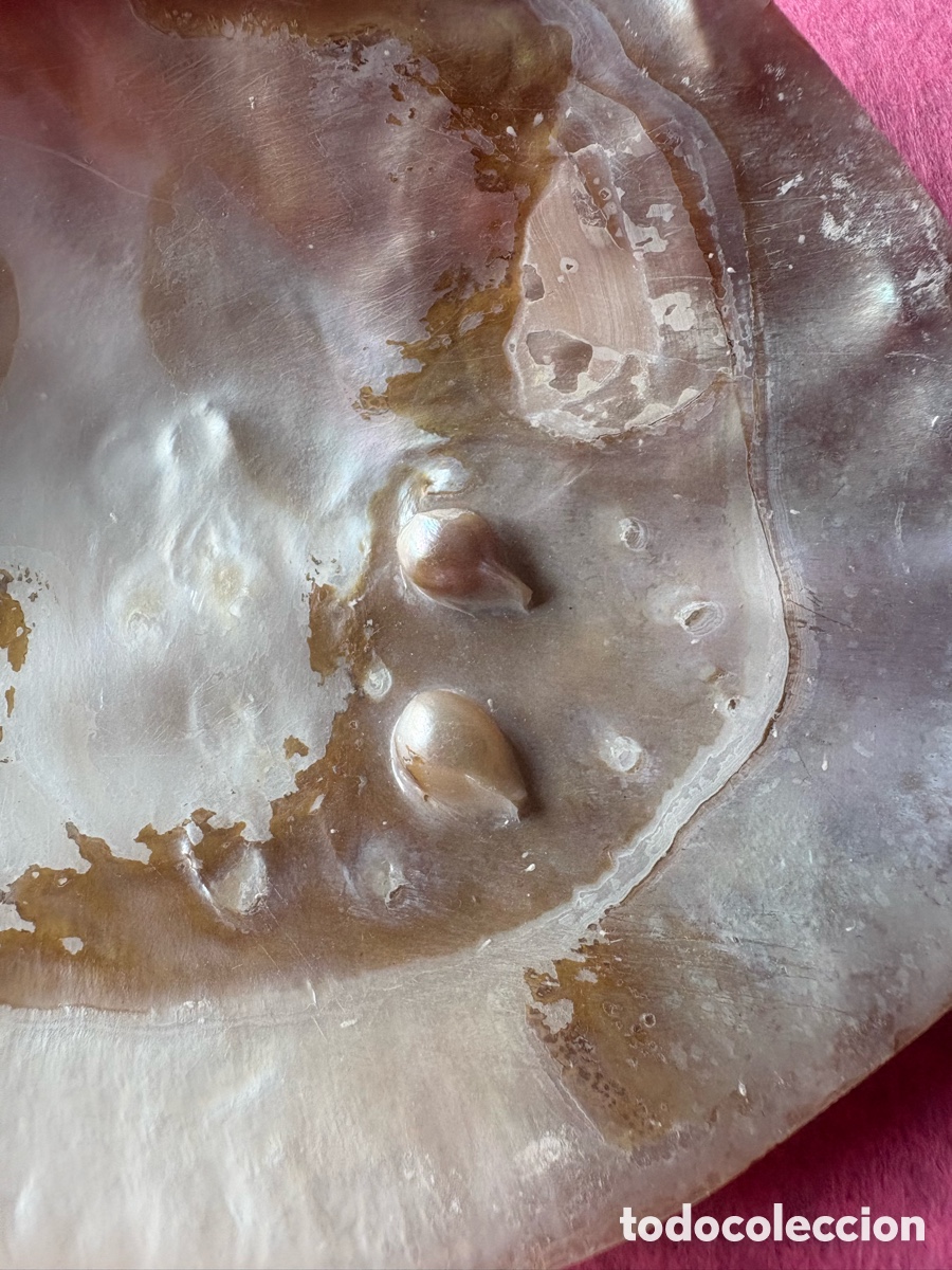 Joyeria: Lote de conchas grandes de n&aacute;car y perlas (A18) - Foto 4