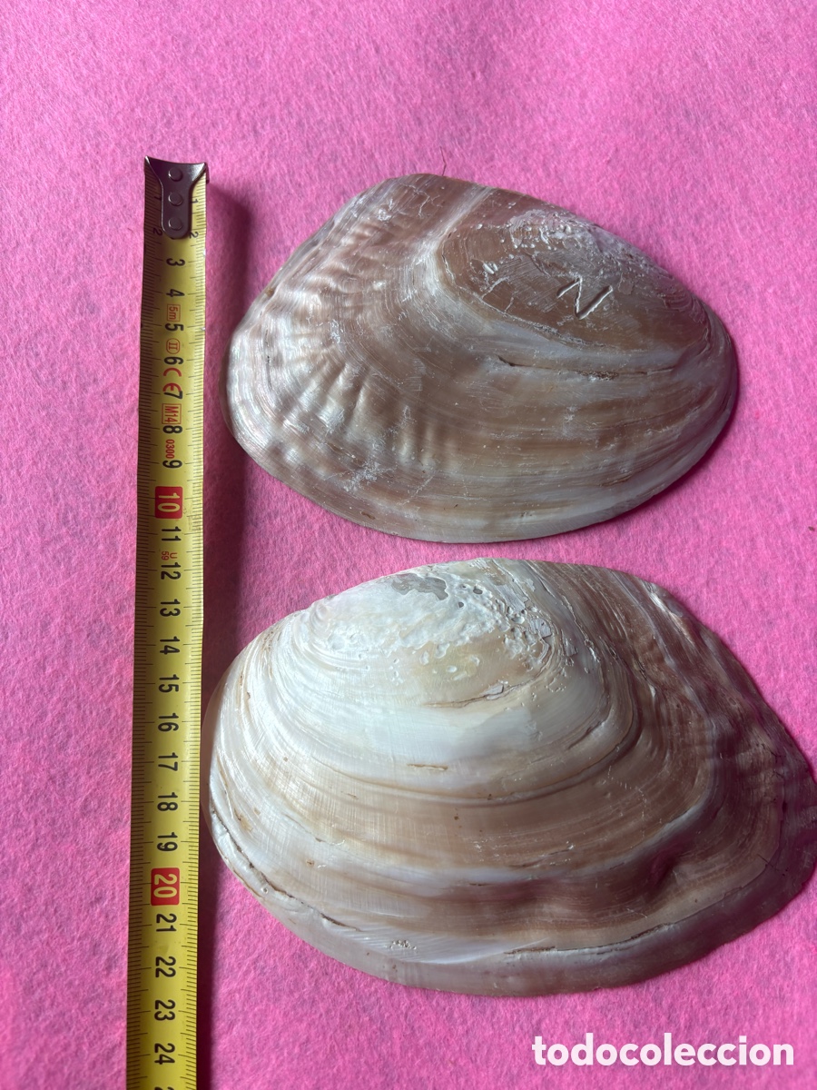 Joyeria: Lote de conchas grandes de n&aacute;car y perlas (A18) - Foto 5