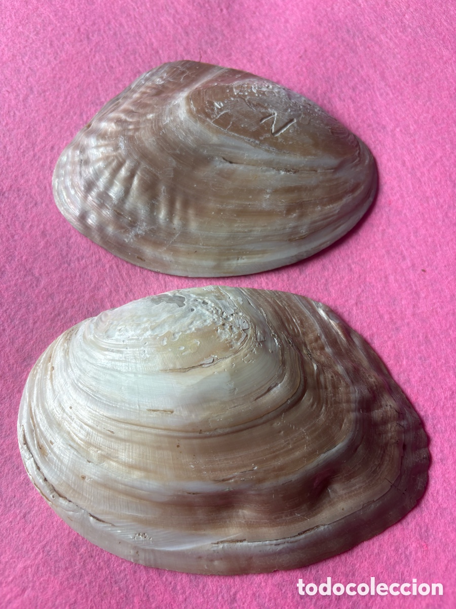 Joyeria: Lote de conchas grandes de n&aacute;car y perlas (A18) - Foto 6